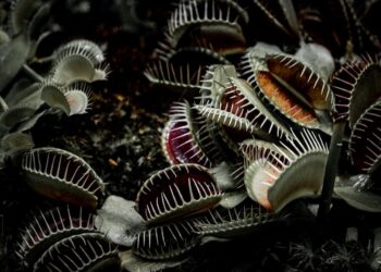 Featured image for: 5 Predatory Debt Traps to Avoid at All Costs